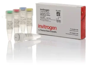 SuperScript™ IV VILO™ Master Mix with ezDNase™ Enzyme X