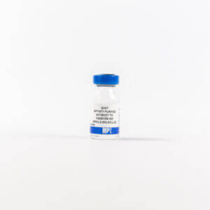 Affinity Purified Goat Anti-Hamster IgG (H&L)