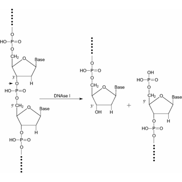 Deoxyribonuclease I, ≥2000 kunitz U/mg