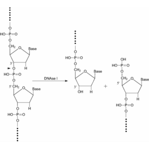 Deoxyribonuclease I, ≥2000 kunitz U/mg