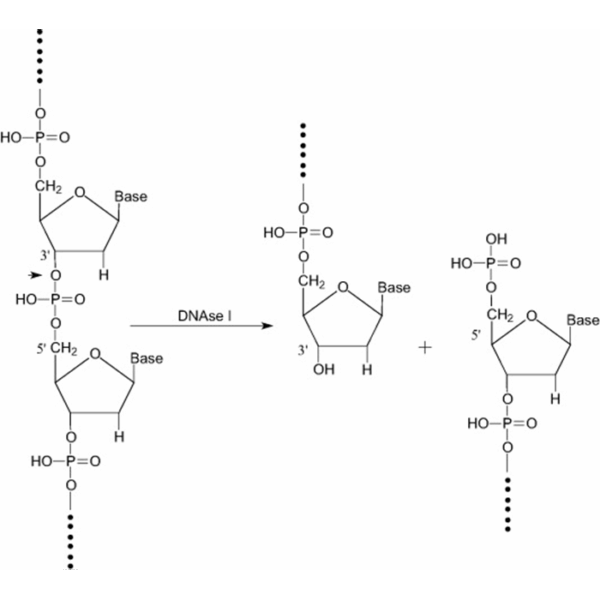 Deoxyribonuclease I, ≥2000 kunitz U/mg