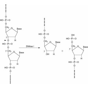 Deoxyribonuclease I, ≥2000 kunitz U/mg