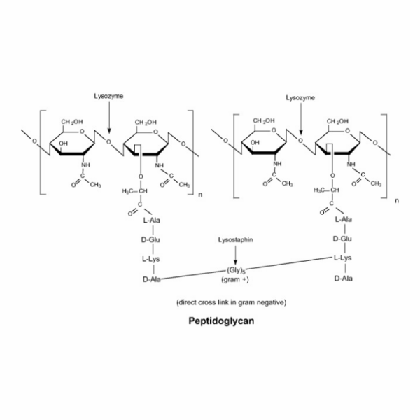 Lysozyme, ≥20,000 U/mg solid