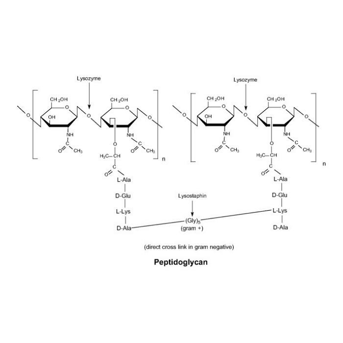 Lysozyme, ≥20,000 U/mg solid