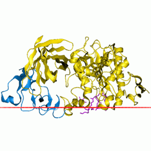 Pancreatin, USP