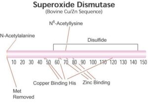 Superoxide Dismutase