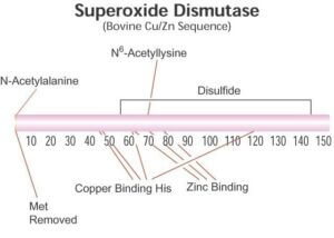 Superoxide Dismutase