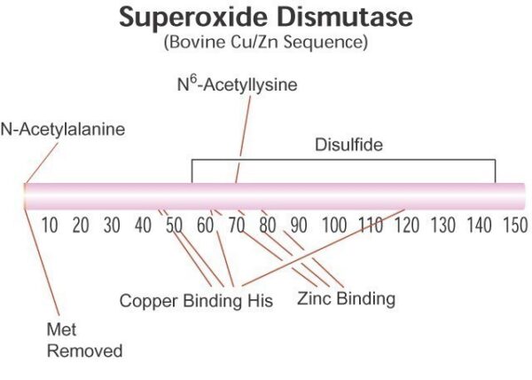 Superoxide Dismutase