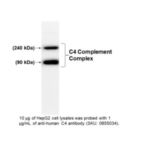 IgG Goat Anti-Human Complement C4