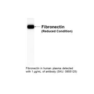 Anti-human fiberonectin, goat antiserum, 60.2mg/ml