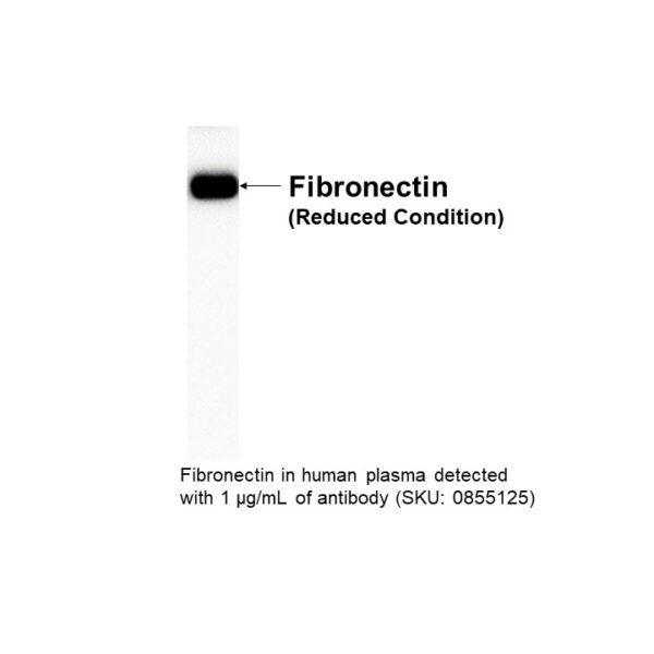 Anti-human fiberonectin, goat antiserum, 60.2mg/ml
