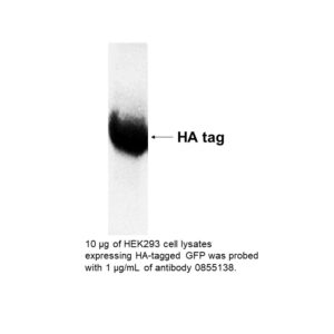 Anti-hemagglutinin affinity purified rabbit antibody