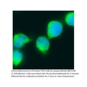 FITC IgG Goat Anti-Human IgG F(ab')2