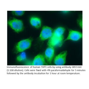 Anti-human lambda Light chain (Bound) goat IgG fraction, flu