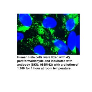 Anti-human albumin goat IgG fraction, fluorescein-conjugated