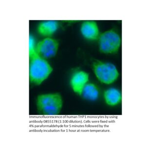 Anti-human IgA (alpha chain) goat F(Ab')2 fragment, fluoresc