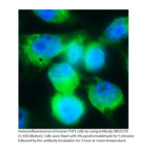 Anti-human IgD (delta chain) goat F(Ab')2 fragment, fluoresc
