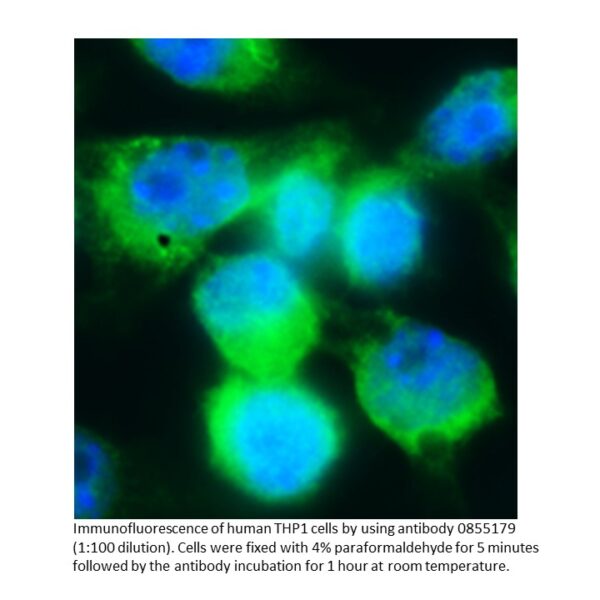 Anti-human IgD (delta chain) goat F(Ab')2 fragment, fluoresc