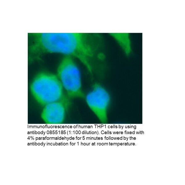 Anti-human IgM (5Fc u) goat F(Ab')2 fragment, fluorescein-co