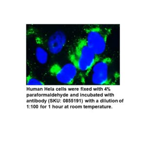FITC F(ab')2 Goat Anti-Human Complement C3