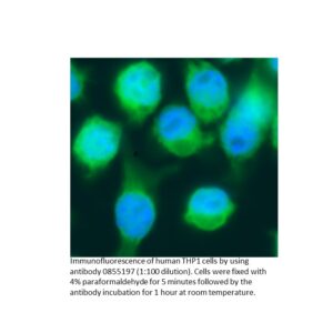 Anti-human IgG (whole molecule) affinity-purified goat antib