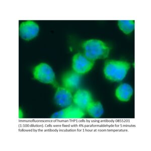 Anti-human IgG (whole molecule) affinity-purified goat F(ab'