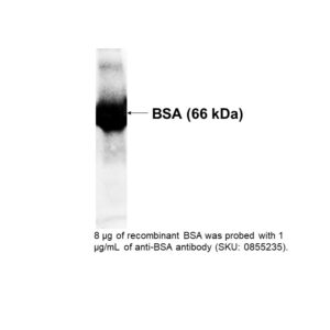 HRP IgG Goat Anti-Human Albumin