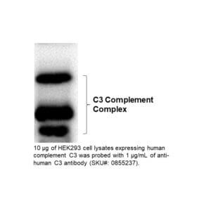 HRP IgG Goat Anti-Human Complement C3