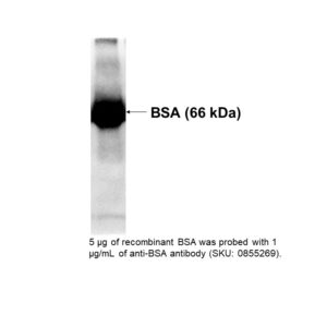 Anti-bovine albumin, rabbit antiserum