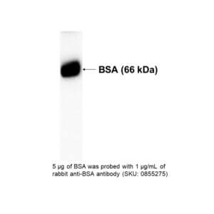 Anti-bovine albumin Rabbit IgG Fraction