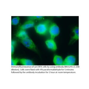 FITC IgG Goat Anti-Cat IgG (H&L)