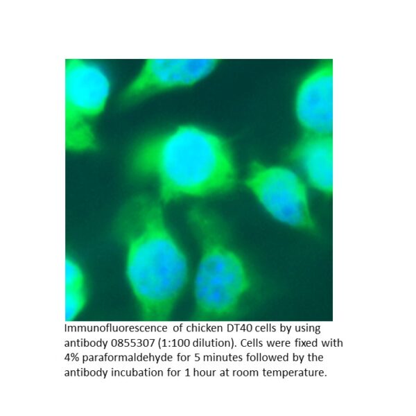 Anti-chicken IgG (whole molecule) rabbit IgG fraction, fluor