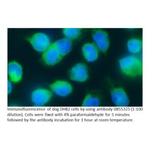 Anti-dog IgG (whole molecule) goat IgG fraction, fluorescein