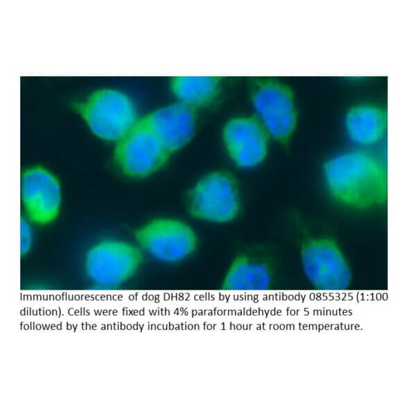 Anti-dog IgG (whole molecule) goat IgG fraction, fluorescein