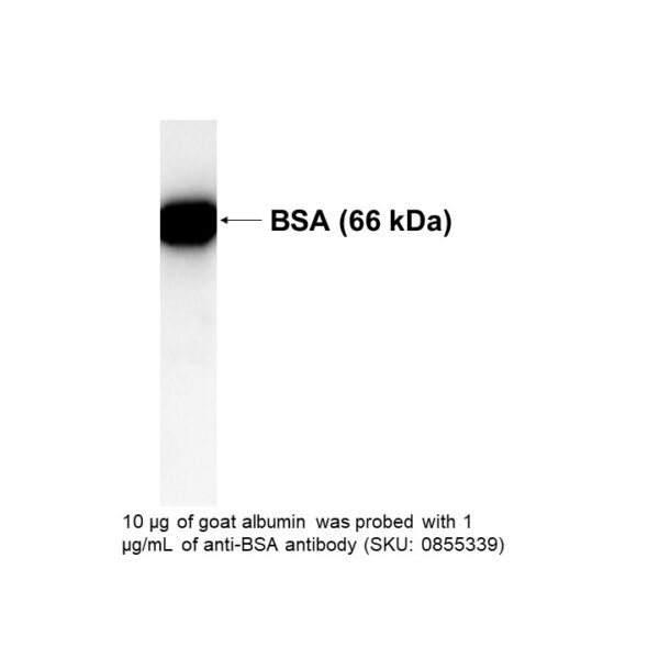 Rabbit antiserum to goat albumin