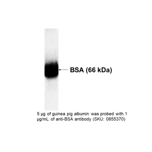 Rabbit Antiserum to Guinea Pig Albumin