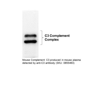 IgG Goat Anti-Mouse Complement C3