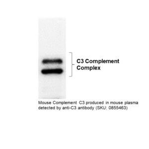 IgG Goat Anti-Mouse Complement C3