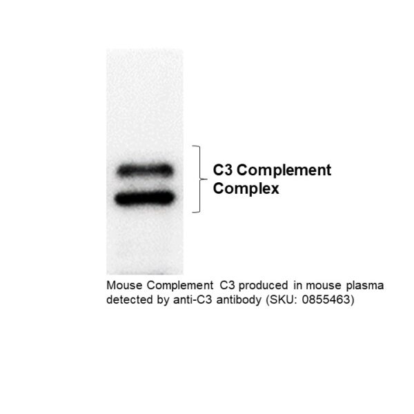 IgG Goat Anti-Mouse Complement C3