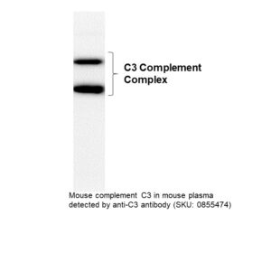 Anti-mouse Complement C3 goat F(Ab')2 fragment