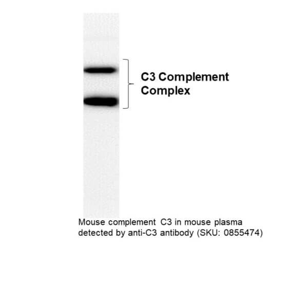 Anti-mouse Complement C3 goat F(Ab')2 fragment