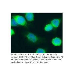 FITC IgG Rabbit Anti-Mouse IgG (whole molecule)