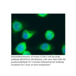 Anti-mouse IgG (whole molecule) Sheep IgG fraction, fluoresc