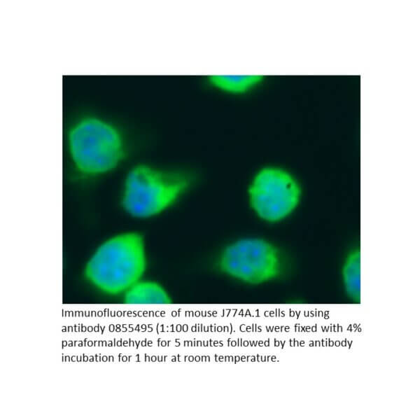 Anti-mouse IgG (whole molecule) Sheep IgG fraction, fluoresc