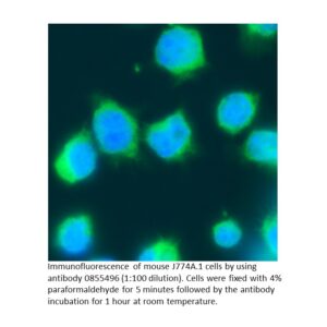 Anti-mouse IgG F(ab')2 goat IgG fraction, fluorescein-conjug