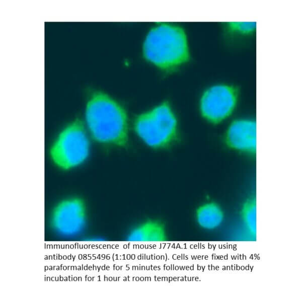 Anti-mouse IgG F(ab')2 goat IgG fraction, fluorescein-conjug
