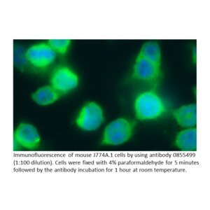 FITC IgG Goat Anti-Mouse Immunoglobulins