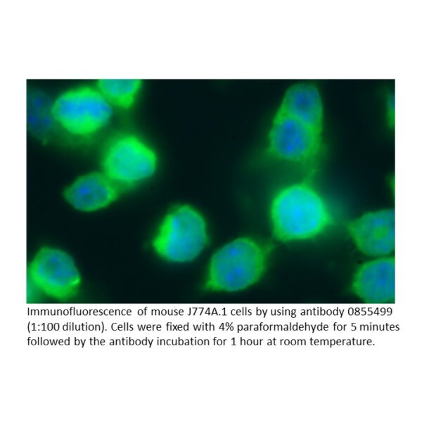 FITC IgG Goat Anti-Mouse Immunoglobulins