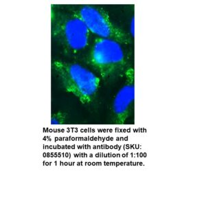 FITC F(ab')2 Goat Anti-Mouse Complement C3
