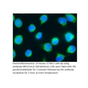 FITC Affinity Purified Goat Anti-Mouse IgG (H&L)